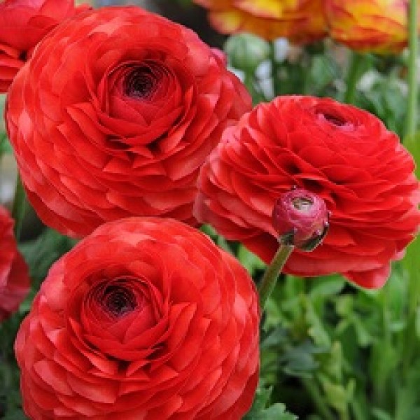 Ranunculus Bulbs (Red, 5 Bulb)